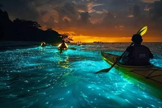 Bioluminescence Night Kayaking in Havelock Island